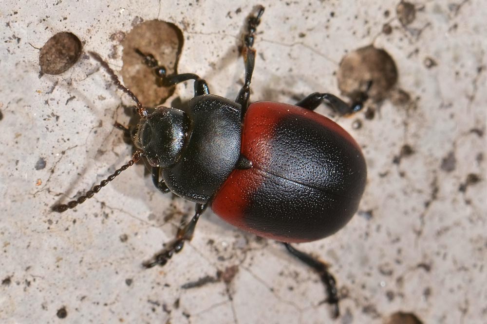Chrysolina limbata, maschio